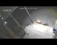 Two cats hiss and growl security camera