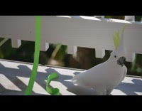 Guy makes food puzzle for white bird