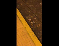 Kitten eats dead animal at railway train subway 