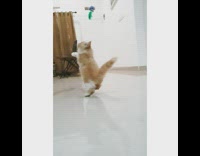 Collab PLC - Brown cat plays with green feather toy