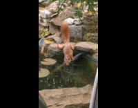 Red squirrel drinks water from a pond 