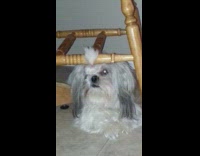Fluffy white dog with hair tied sitting under wooden chair