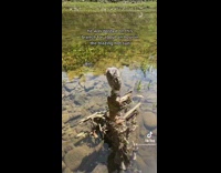 Collab BitchMP - Girl finds owl on branch in middle of water