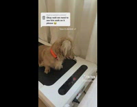 Brown dog runs on treadmill with owner 