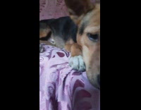 Brown black dog lays on purple blanket 