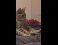 Grey brown cat sits upright bed guy