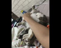 Girl pets brown cat stomach wags tail 