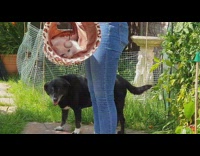 Girl swings leopard print tunnel white cat 