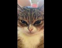 Collab PLC - Close up face of pet angry cat