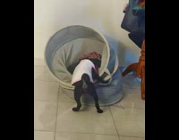 Black pug dog climbs inside hamper 