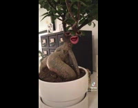 Guy puts his face on trees butt