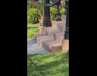 Skunk walks in front yard and wanders off 