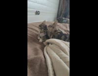 Tabby cat nibble ear of other cat