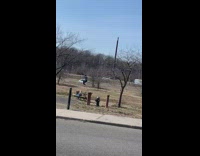 Guy jumps bounces on slackline at park 