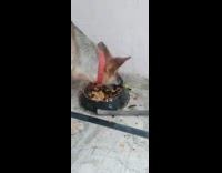 Dog eat slices of watermelon skin on bowl