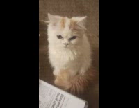 Pet cat licks butt beside another pet cat