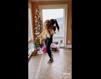 Girl dances with dog by christmas tree 