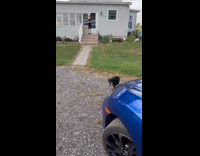 Dog likes to run around the backyard