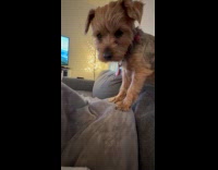 Submitter eating pizza while dog stares at him