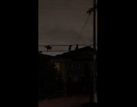 Raccoons climb on the utility pole wires