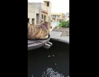 Pet cat on top of the water tank breathes tongue out