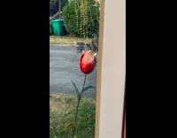 Submitter shows racoons on neighbors driveway