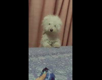 Girl crinkles blue wrapper white dog appears 