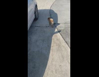 Collab BitchMP - Small brown dog told to go home refuses 