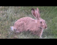 Submitter films rabbit eating grass at lawn