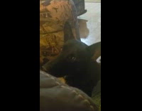 Black dog stare and howl at cup