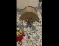 Hamster in cage looks around cardboard house 
