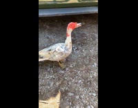 Chicken duck hybrid on ground wiggle tail