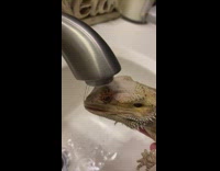 Bearded dragon drinks from white sink faucet 