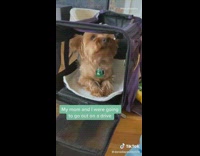 Small brown dog purple mesh pet carrier 