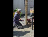 Girl scared when chicken peck her hand