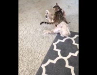 Slow motion bengal cat attacks jumps on dog laying on side on carpet floor