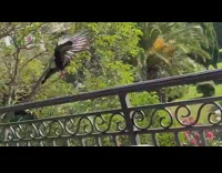 Pigeon with a bread stuck on its neck