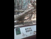 Collab WINY - Rat drink water in zoo monkey enclosure