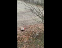 Deer tackles fake christmas decor deer with antlers, knocks head off, and runs away into woods