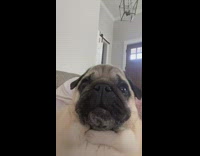 Dog howls when asked who is the best boy 