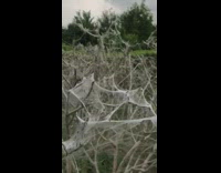 Guy walk between trees full of webs