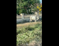 Cow scratches its neck on small tree