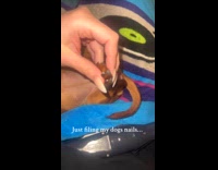 Filing dog nails relaxing