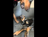 Collab ClipsIG - Dog bites another dog nipple on couch