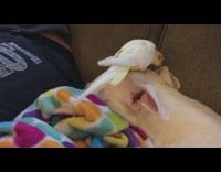 Yellow bird on head white dog couch 