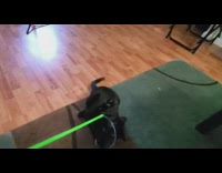 Black cat play fetch return green stick