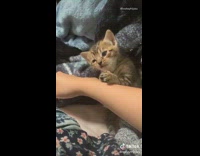 Kitten cat sneezes girl says bless you 