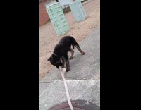 Dog hates leash tries to remove it