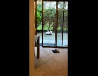 Grey white dog rolls around sliding door 
