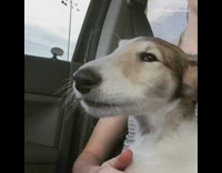 white borzoi dog sitting on passenger seat crying